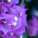 Bougainvillea Purple Plant (Sapling)
