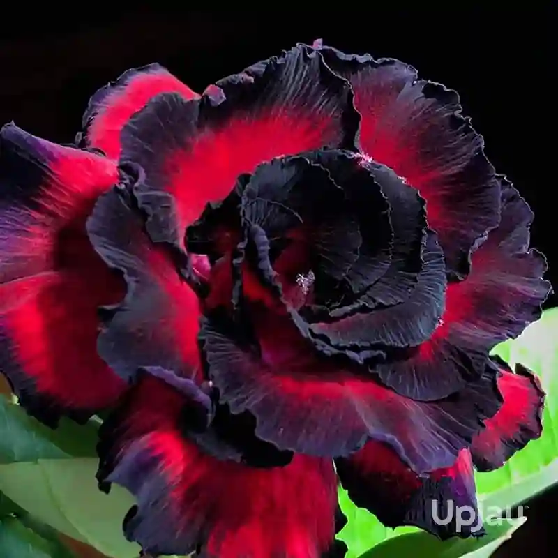 grafted-red-black-adenium-plant-bonsai-style-caudex