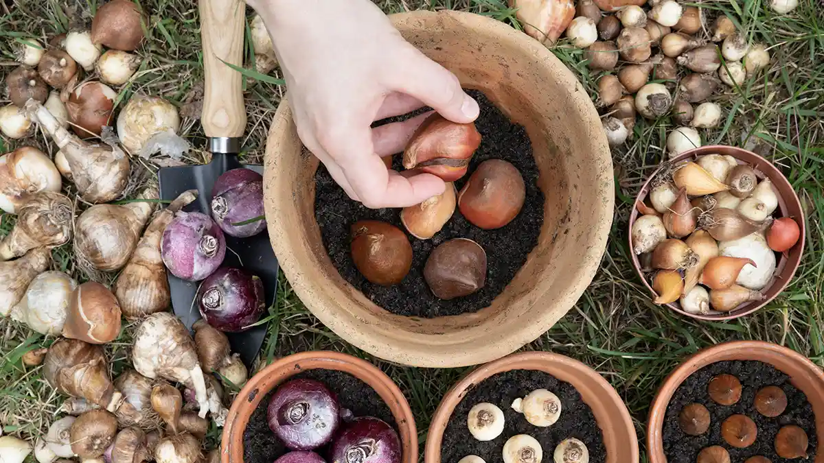 must-plant-bulbs-in-april-vibrant-summer-garden-india