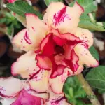 Adenium Rosy