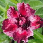 Adenium Plant Rosy Grafted (Double Color)
