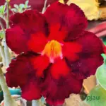 Adenium Grafted Rosy (Single Petal Maroon Black)