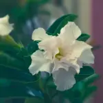 Adenium Plant Rosy Grafted (Triple Petal White)