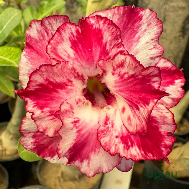R121