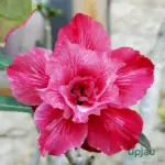 Adenium Grafted Rosy (Double Petal Red)