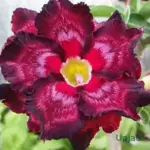 Adenium Grafted Rosy (Double Petal Violet Zig-Zag)