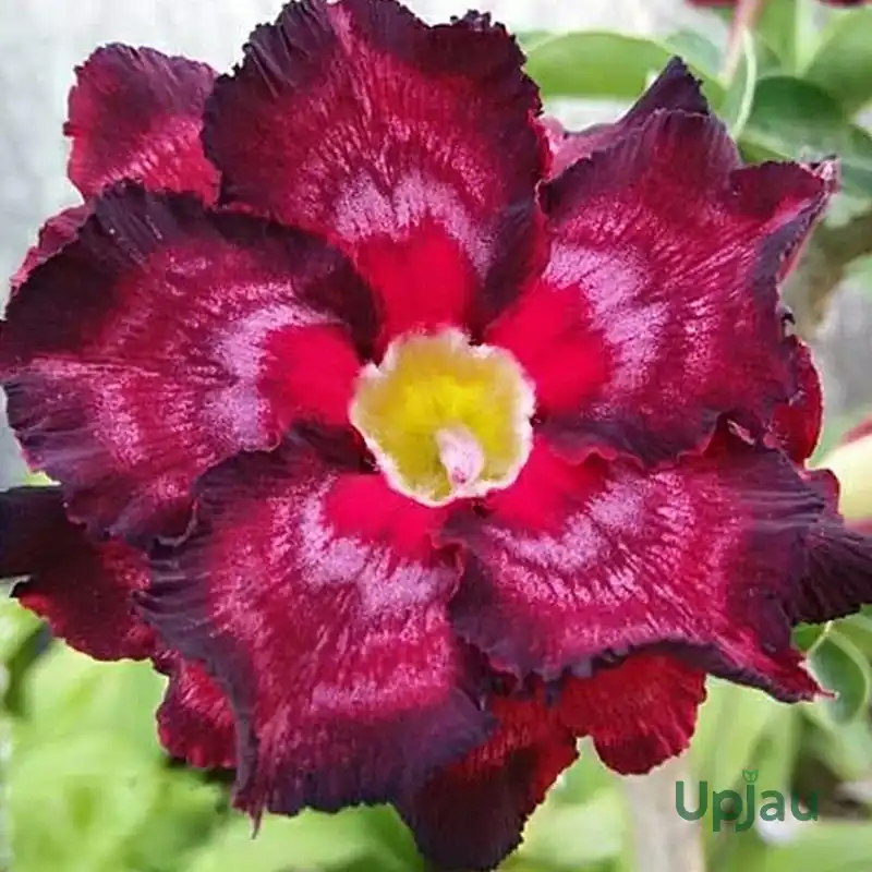 R141