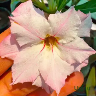 R170