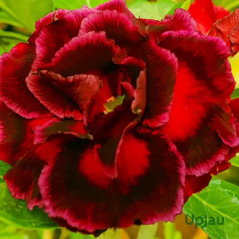 R187_adenium