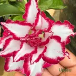 Adenium Grafted Rosy (Tripel Petal White & Red)