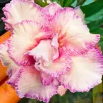Adenium Grafted Rosy (Tripel Petal Pastel Pink)