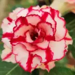 Adenium Grafted Rosy (Double Petal Red liner)