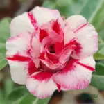 Adenium Grafted Rosy (Double Petal White Red Shade)