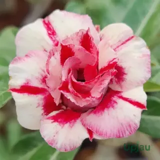 R88