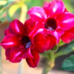 Adenium Grafted Rosy (Double Petal Shiny Red)