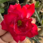 Adenium Plant Rosy Grafted (Double Petal Dark Red)