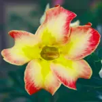 Adenium Grafted Rosy (Single Petal Yellow & Orange)
