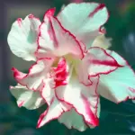Adenium Grafted Rosy (Double Petal White Red liner)