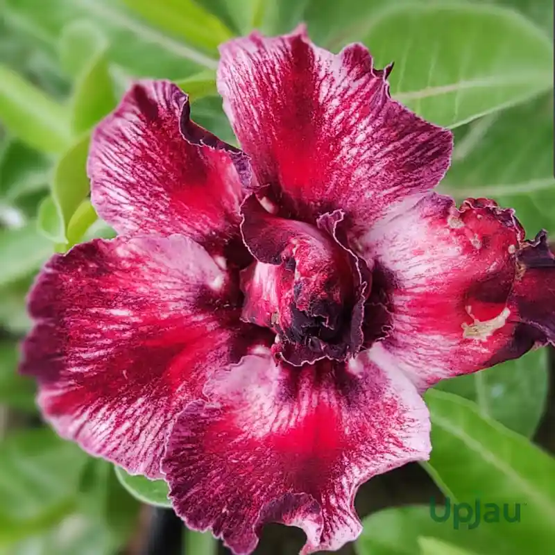 double-color-adenium-plant