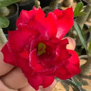 double-petal-dark-red-flower-adenium-plant