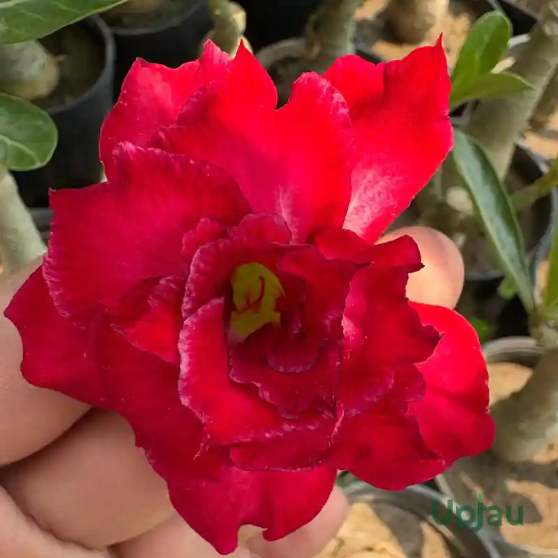 double-petal-dark-red-flower-adenium-plant