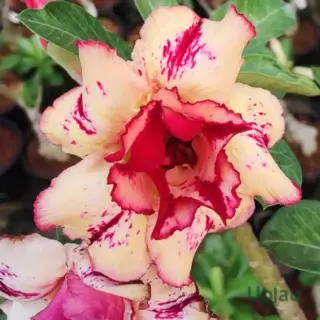 double-petal-dual-red-adenium-flower-plant