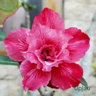 double-petal-red-adenium-flower-plant