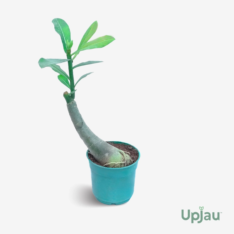 grafted-adenium-plant