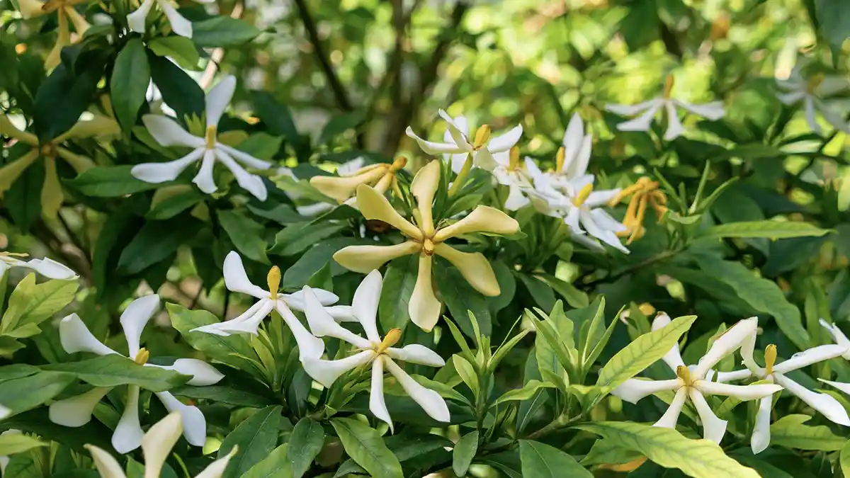 yellow-gardenia-gandharaj-plant-care-india