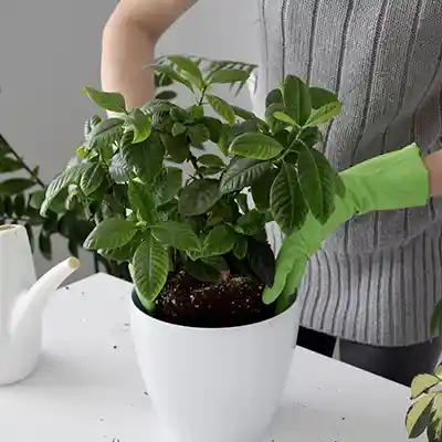 yellow gardenia plant care 1