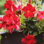 Mandevilla Climber Plant (Sapling)