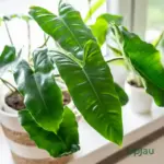 Philodendron Burle Marxii