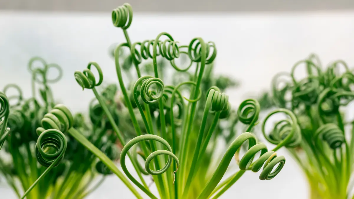 albuca-spiralis-frizzle-sizzle-spiral-india