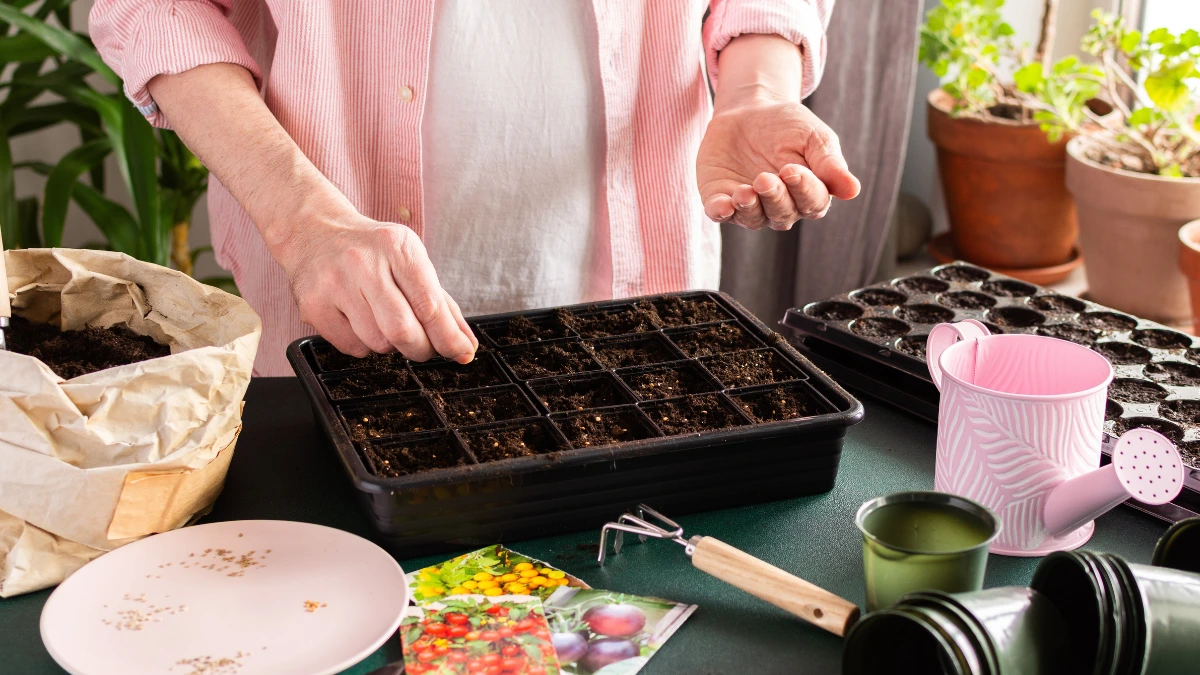 best-seeds-for-terrace-gardening-india