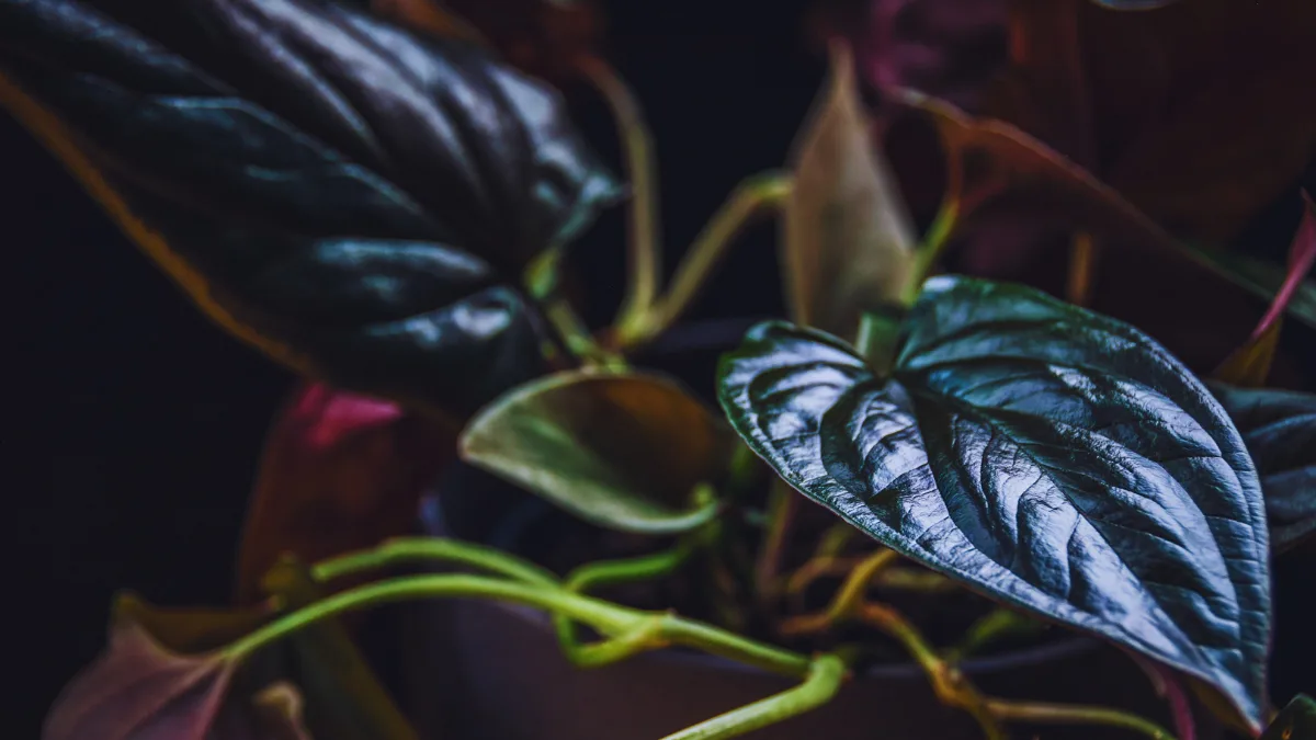 black-money-plant-care-guide-india