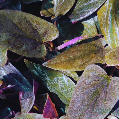 black money plant leaves close up