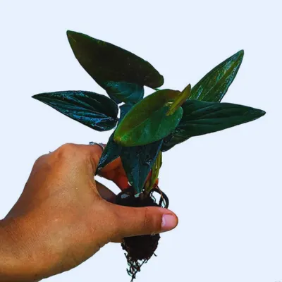 black money plant