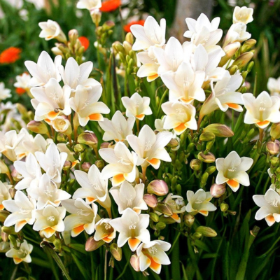 blooming freesia flowers in pots