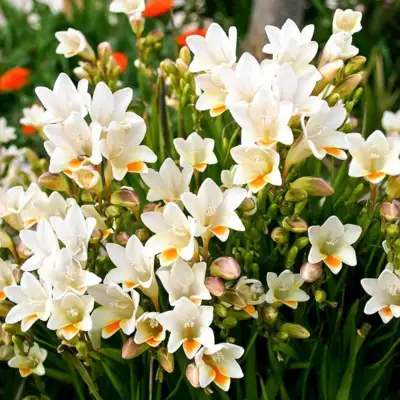 blooming freesia flowers in pots