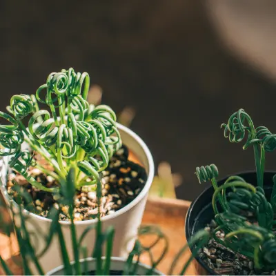 corkscrew albuca care sunny window plant india