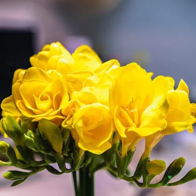 freesia bulbs planting guide india