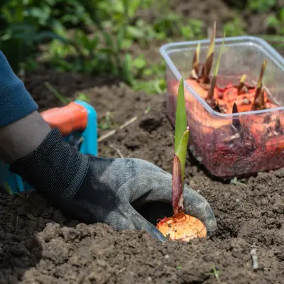 How To Grow Gladiolus Bulbs In India