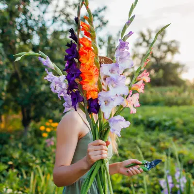 gladiolus flower spikes full bloom garden india