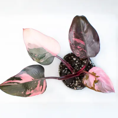 healthy pink princess philodendron