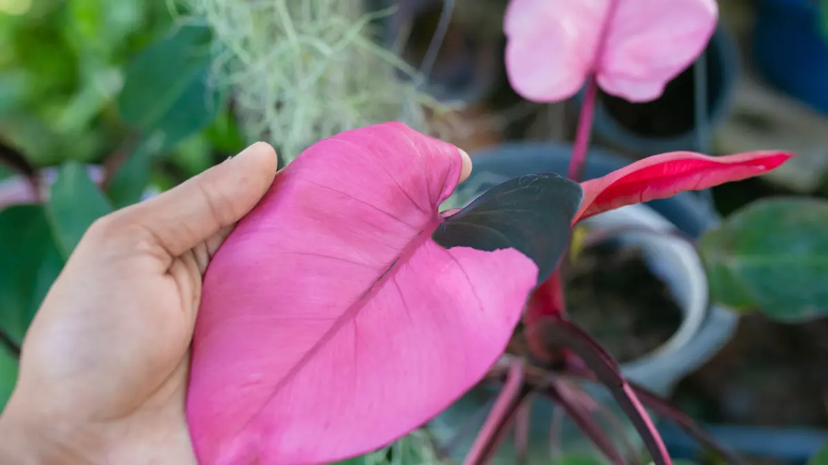 how-to-get-more-pink-variegation-on-pink-princess