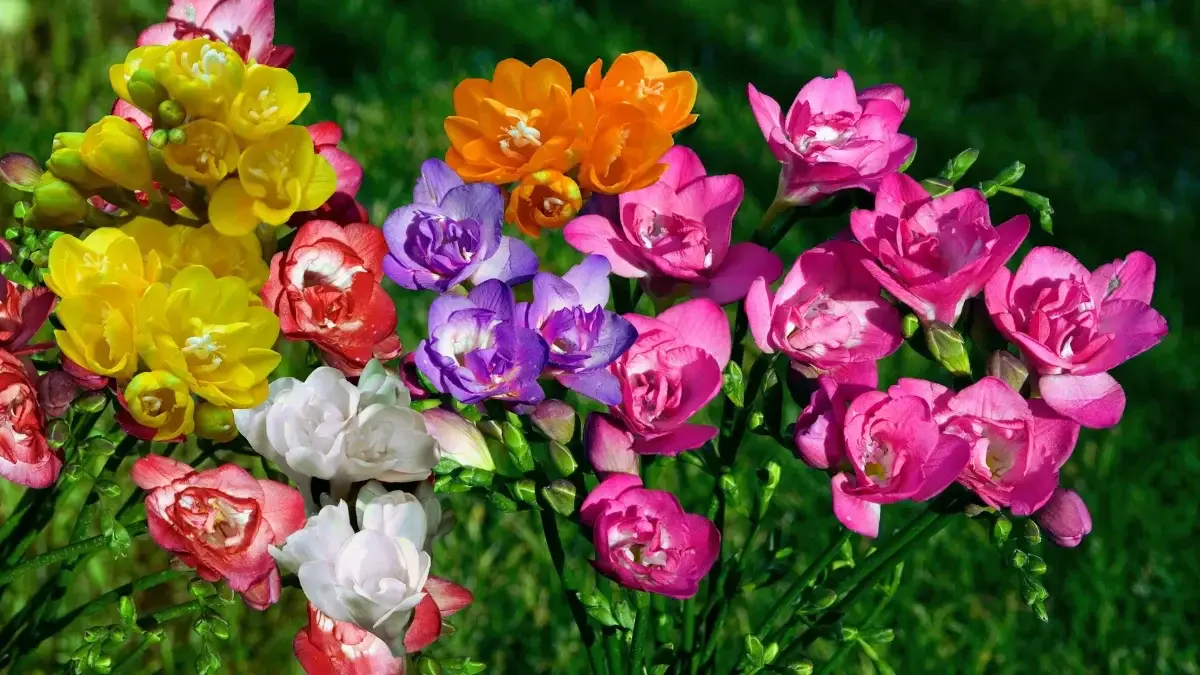 how-to-grow-freesia-bulbs-in-india
