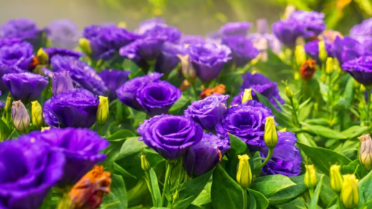 lisianthus-plant-care-india