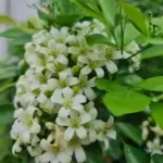 madhukamini plant
