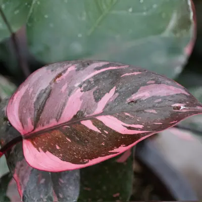 Close-up of pink and green variegated leaves on a Pink Princess Philodendron