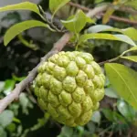 Apple Custrad plant